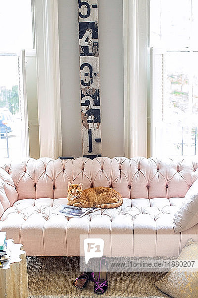 Ingwer-Katze auf stilvollem Sofa liegend  Porträt