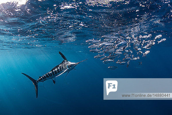 Striped marlin hunting mackerel and sardines