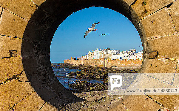 Möwen durch ein Hafenloch gesehen  Essaouira  Marokko