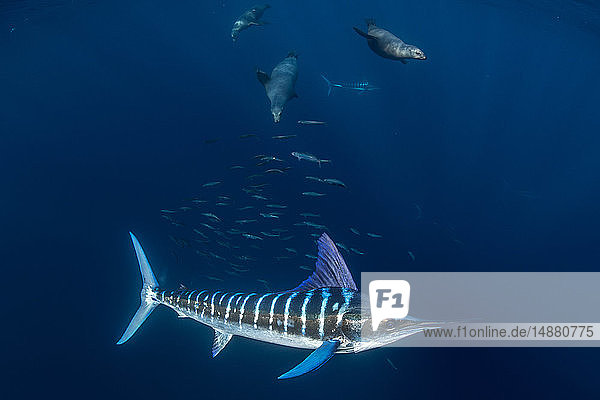 Striped marlin hunting mackerel and sardines  joined by sea lions