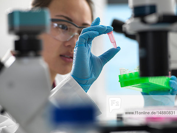 Wissenschaftler bereitet Probe für genetische Tests im Labor vor