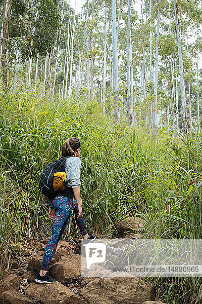 Hiker exploring forest  Ella  Uva  Sri Lanka