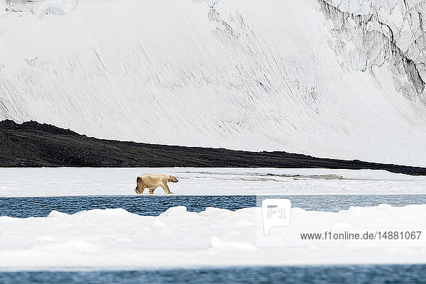 Eisbär (Ursus maritimus) beim Spaziergang am Wasser  Barentsinsel  Svalbard  Norwegen