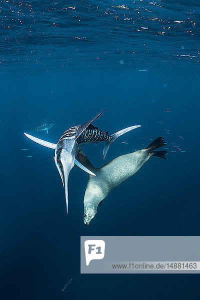 Gestreifter Marlin jagt Makrelen und Sardinen  dazu Seelöwe