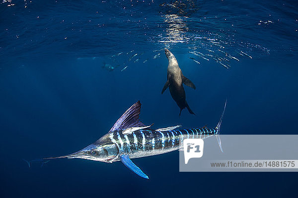 Striped marlin hunting mackerel and sardines  joined by sea lion