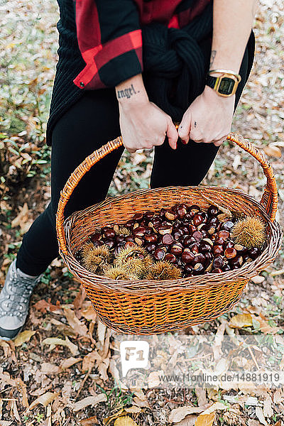 Woman collecting chestnuts in basket