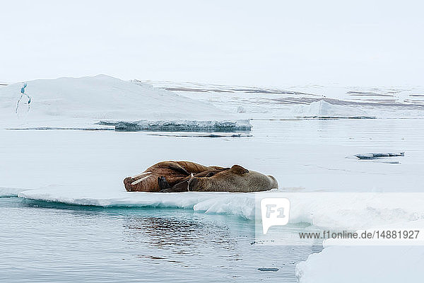 Atlantisches Walross (Odobenus rosmarus) auf Eisberg liegend  Vibebukta  Austfonna  Nordaustlandet  Svalbard  Norwegen