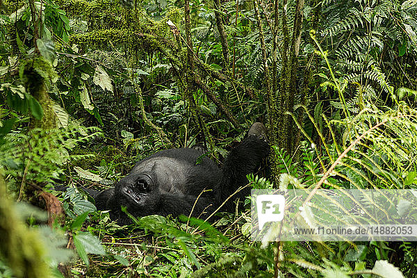 Berggorilla (Gorilla beringei beringei) auf dem Rücken liegend im Gestrüpp  Porträt  Bwindi Impenetrable Forest  Uganda