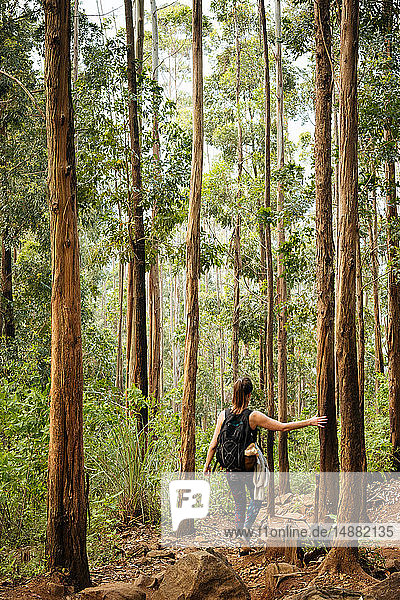 Wanderer erkundet Wald  Ella  Uva  Sri Lanka