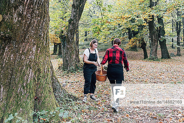 Friends collecting chestnuts  Rezzago  Lombardy  Italy