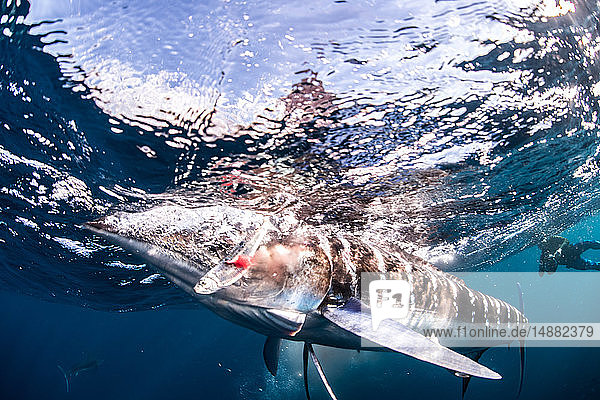 Striped marlin hunting mackerel and sardines photographed by diver