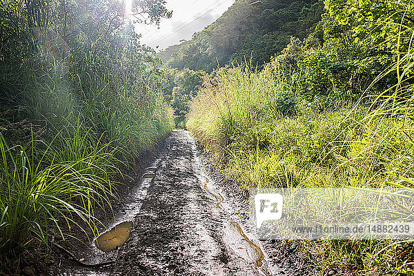 Muddy hiking trail  Moanalua Valley Trail  Oahu  Hawaii