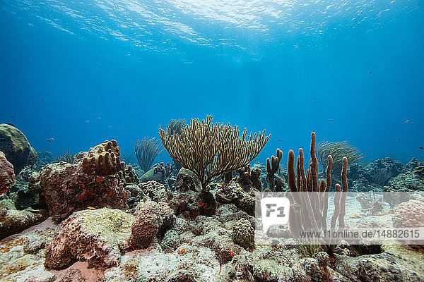 Meereslandschaft mit einer Vielfalt von Weichkorallen  Curacao
