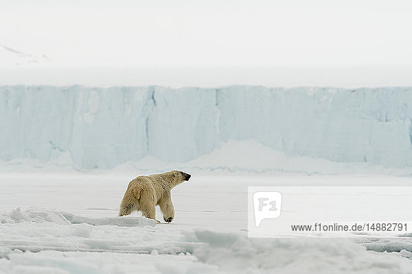 Eisbär (Ursus maritimus auf der Polareiskappe  Austfonna Nordaustlandet  Svalbard  Norwegen
