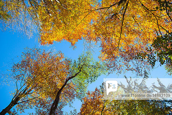 Herbstliche Baumkronen und Baldachin vor blauem Himmel  Blick aus niedrigem Winkel