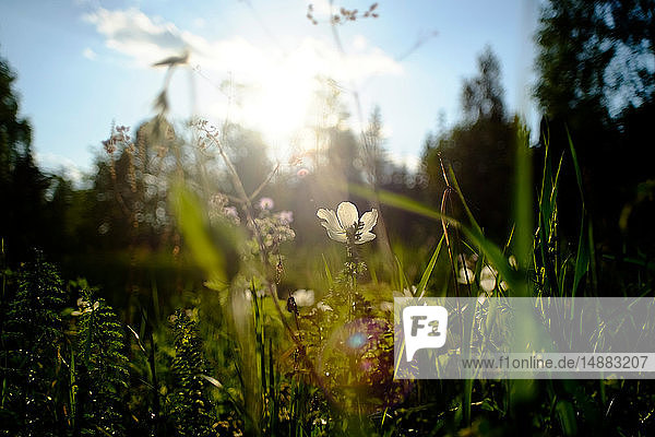 Feld mit hinterleuchteten weißen Wildblumen, Nahaufnahme