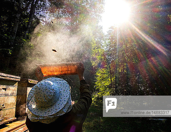 Imker prüft Bienenstock gegen Sonnenlicht im Bauernhof, Ural, Baschkortostan, Russland
