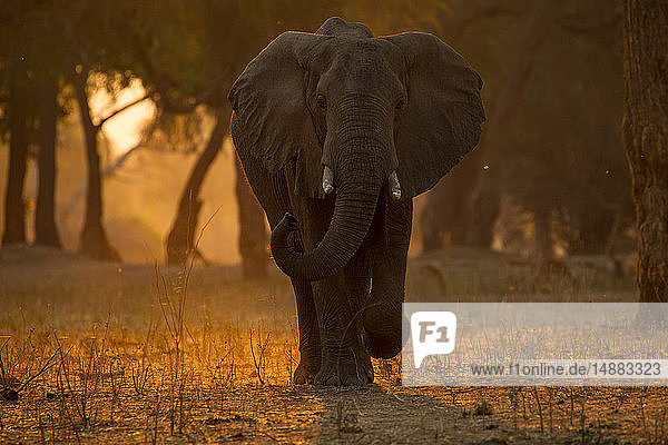 Elefant (loxodonta africana) bei Sonnenuntergang im Wald spazieren   Mana Pools National Park  Simbabwe