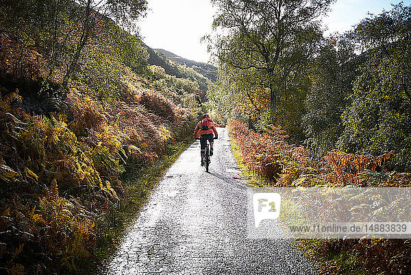 Male mountain biker biking on rural road  rear view  Achnasheen  Scottish Highlands  Scotland
