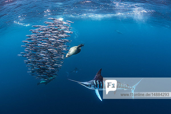 Gestreifter Marlin jagt Makrelen und Sardinen  dazu Seelöwe