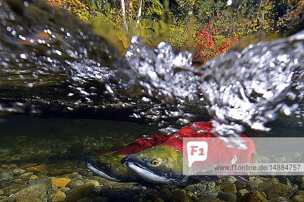 California  British Columbia  Adams River  Sockeye salmons  Oncorhynchus nerka  over-under image