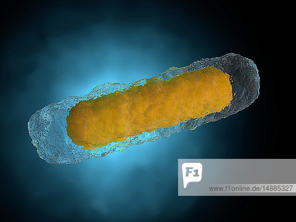3D-gerenderte Illustration eines generischen Bakteriums