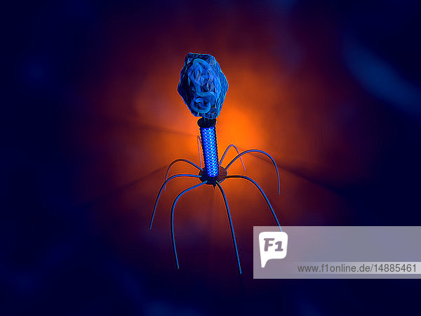 3D-gerenderte Illustration einer anatomisch korrekten Konvergenz zu einem Bakteriophagen  einem Virus  das sich innerhalb eines Bakteriums vermehrt