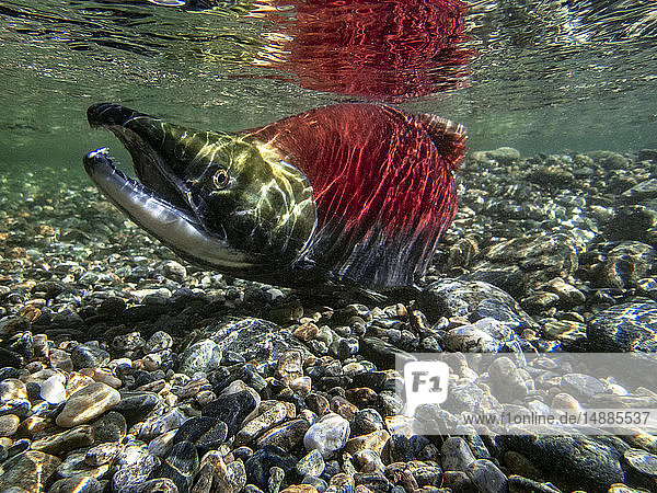California  British Columbia  Adams River  Sockeye salmon  Oncorhynchus nerka