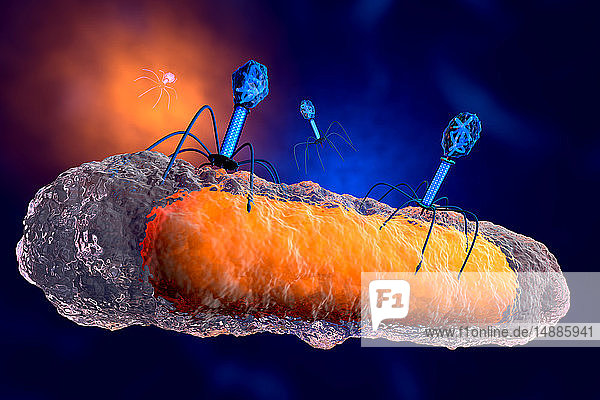 3D-gerenderte Illustration einer anatomisch korrekten Gruppe von Bakteriophagenviren  die eine Bakterie angreifen