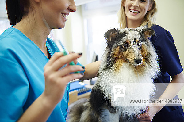 Dog receiving an injection in veterinary surgery