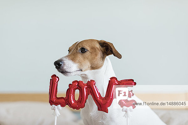 Hund im Bett mit Liebesfolienballon