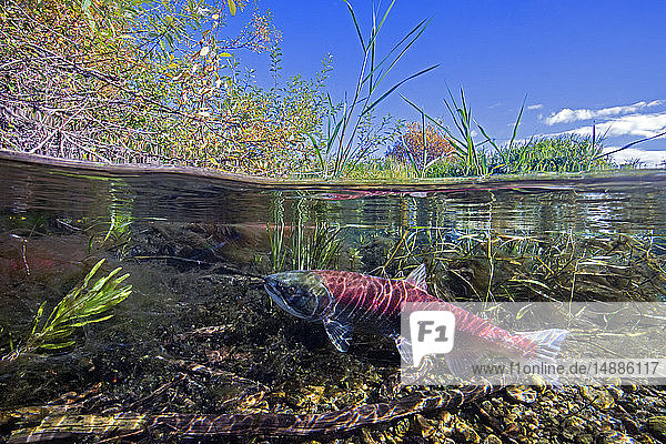California  British Columbia  Adams River  Sockeye salmon  Oncorhynchus nerka  over-under image