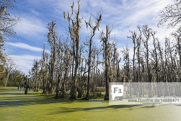 USA  South Carolina  Charleston  Dead trees in the swamps of the Magnolia Plantation