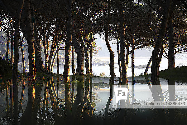 Spanien  Cala S'Alguer  Costa Brava  Bäume  die sich in der Abenddämmerung im Wasser spiegeln