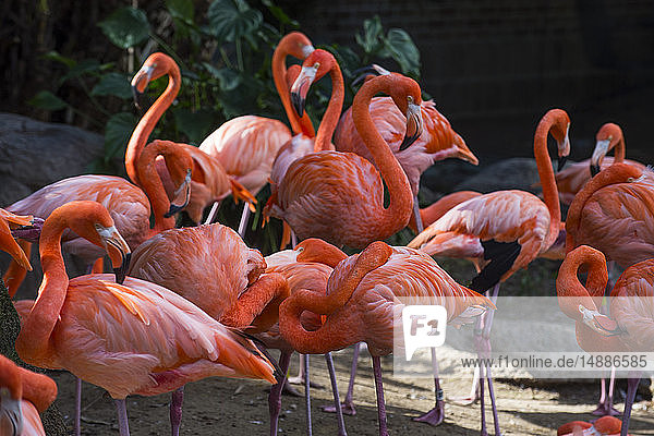 USA  Louisiana  Flamingos  Phoenicopteridae