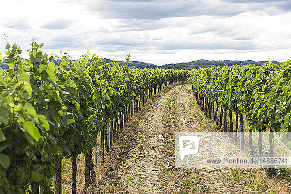 Austria  Krems-Land District  vineyard