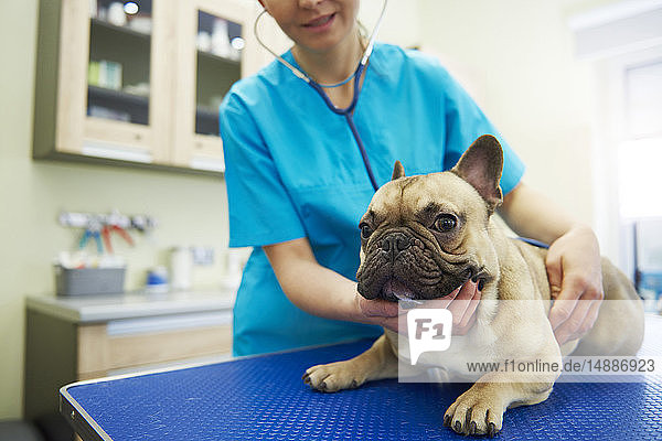 Female veterinarian examining dog in veterinary surgery