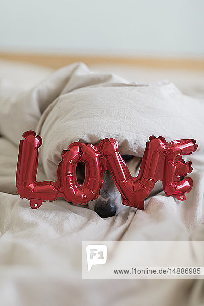 Hund im Bett mit Liebesfolienballon unter Decke