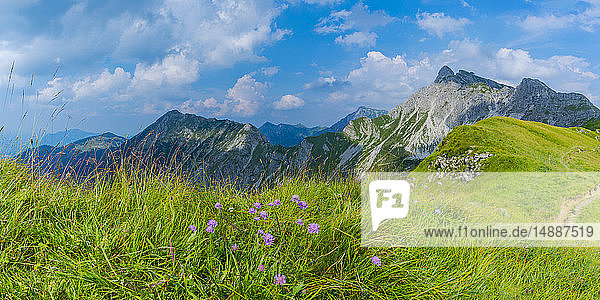 Deutschland  Bayern  Allgäu  Allgäuer Alpen  Armeria alpina Blumen  Panoramablick