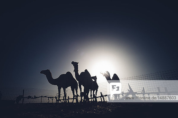 Nordafrika  Wüste Sahara  Silhouetten von vier Dromedaren im Gegenlicht hinter einem Zaun