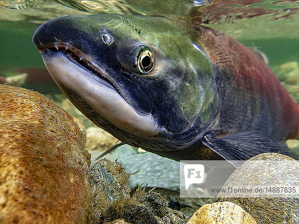 California  British Columbia  Adams River  Sockeye salmon  Oncorhynchus nerka