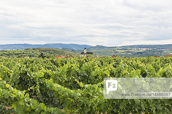 Austria  Krems-Land District  Stratzing  vineyard