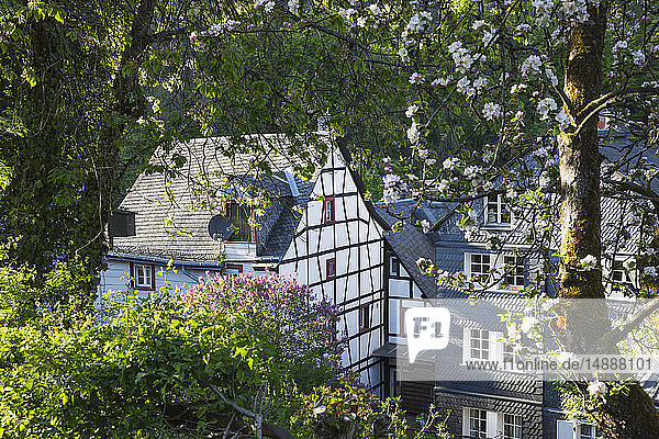 Deutschland  Nordrhein-Westfalen  Eifel  Monschau  Frühling  Apfelblüte  Fliederblüte  historisch typisches Fachwerkhaus und typisches Haus mit Schiefer