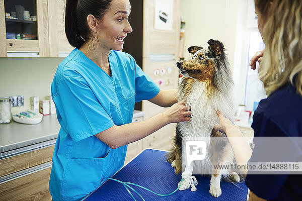 Female veterinarian and assistant examining dog in veterinary surgery