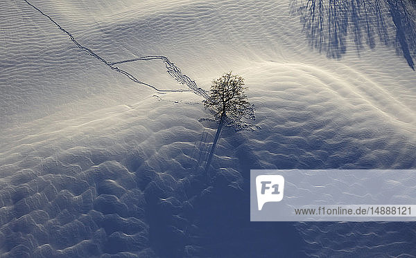 Oak tree in snow  aerial view