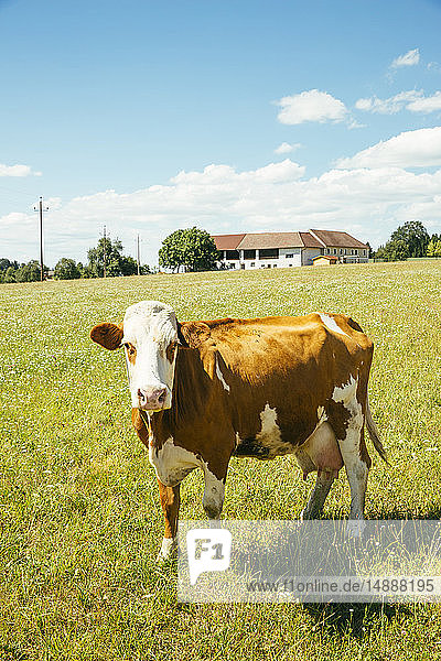 Österreich  Oberösterreich  Mühlviertel  Porträt einer Kuh auf einer Weide