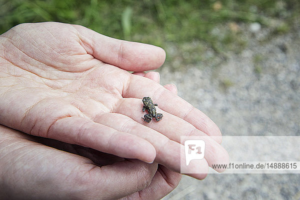 Close-up of woman holding young European toad in hand