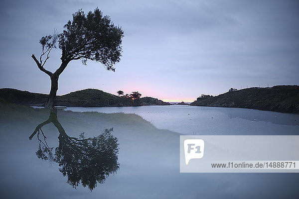 Spanien  Cadaques  Costa Brava  Wasserspiegelung des Baumes in der Morgendämmerung