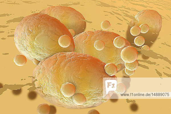 3D-gerenderte Illustration  Visualisierung von Fettzellen  die sich im menschlichen Körper zusammenballen