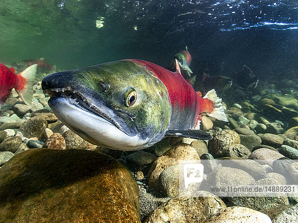 California  British Columbia  Adams River  Sockeye salmon  Oncorhynchus nerka